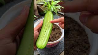 Try growing cucumbers this way shorts cucumber [upl. by Chiou639]