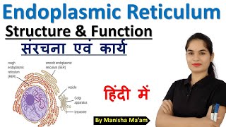 Endoplasmic reticulum in hindi  Structure  Function  Anatomy lecture  Cell Organelles [upl. by Ketchan]