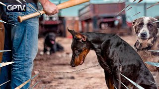 MALTRAITANCE DES ANIMAUX  LE MOMENT DAGIR EST ARRIVÉ   GPTV INTERVIEW [upl. by Nemlaz]