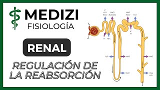 Nefrona partes y funcionamiento  Túbulo contorneado distal de la nefrona  Túbulo distal [upl. by Kimmie]