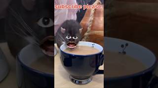 Billi ne meri chai Pi Li kapde mein se aur chai Ko faila Diya cat 🐈😺 comedy billi cats funny [upl. by Lehcem]