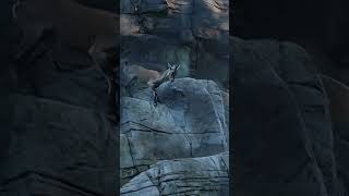 Ibex jump in mountain 🌄 [upl. by Akcimahs]