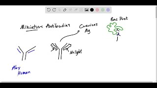 What are miniature antibodies and where are they found [upl. by Nnarefinnej]