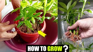 How to grow bamboo plants at home in soil [upl. by Nalo]