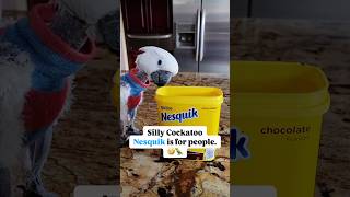 This Parrot Has a Sweet Tooth 🦷🤍  cockatoo parrots cockatoolife cutebirds [upl. by Chere]