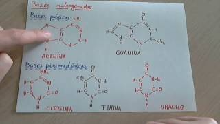 Bases nitrogenadas que son tipos y como se asocian en el ADN y ARN [upl. by Nahshunn]