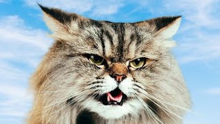 Persian Male Cat Calling Female  Male Cat Calling Female In Heat  Male Cat In Heat Sounds [upl. by Enrobyalc]