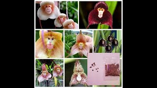 Testing monkey face orchids seeds to see if is truth [upl. by Spohr]