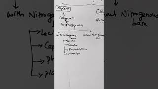 phospholipids lipids lecithin sphingomyelinlipidlipidmetabolism biochemistry shortsreels [upl. by Essined]