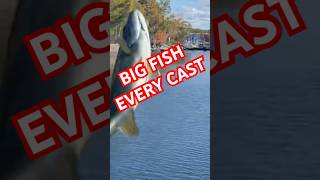 TROUT BASS FISHING fishing nature troutriver bigfish рыбалка troutfishing funny hugefish [upl. by Hagen]