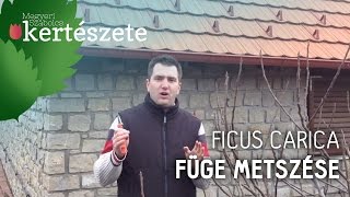 Füge metszése  Ficus carica  Megyeri Szabolcs Kertészet [upl. by Enovahs]