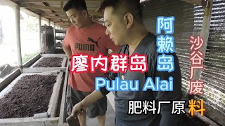 第五站下  廖内群岛  PULAU ALAI 阿赖岛  看看印尼华人如何化腐朽为神奇  岛民的原始燃料  印尼  有机肥料 水虻  沙谷  grababoat [upl. by Talmud]