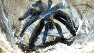 Monocentropus balfouri Breeding Tips and Information [upl. by Nnylram501]