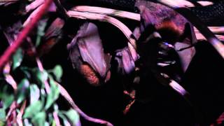 Bats at Brookfield Zoo [upl. by Dry]