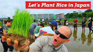 Authentic Rice Planting Experience in Japan A Day in the Life of a Farmer [upl. by Stew]