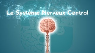 Neurolexique 2  Le Système Nerveux Central [upl. by Talyah223]