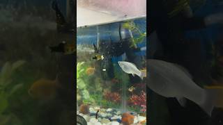 Best food for fish babies fast growth aquarium minivlog petsvlog guppy petfish guppybreeding [upl. by Tadd]