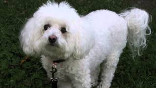 How to stop bichon frise barking Finally [upl. by Tasiana868]