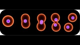 Binary fission in bacteria [upl. by Cohlier]