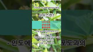 cissus 다이어트 관절 통증에 좋다는 시서스 소개합니다 [upl. by Neely430]