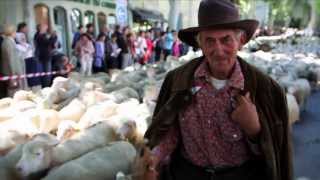 Transhumance en Provence 2014 Saint Rémy de Provence [upl. by Siloam]