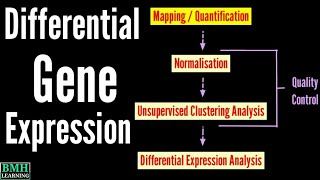 Differential Gene Expression  DGE Analysis  Differentially Expressed Genes [upl. by Tammi953]