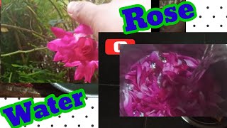 how to make Natural rosewater in homeEasy face care home madenatural face tone care at house [upl. by Xxam]