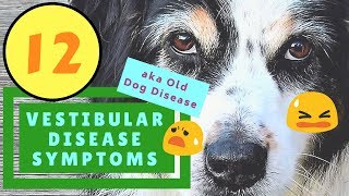 12 Vestibular Disease Symptoms Old Dog Disease [upl. by Anitnamaid619]