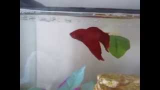 How to teach your Betta 4 different tricks [upl. by Ynnaf]