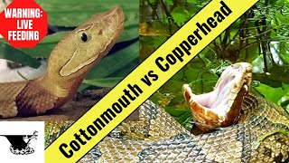 Cottonmouth vs Copperhead The Snake Showdown [upl. by Jew]