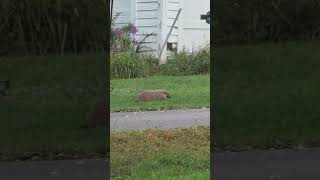 Chunk the Woodchuck Friday night dinner time animals wildlife woodchuck groundhogs beast funn [upl. by Sadnalor608]