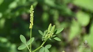 How to identify yellow sweet clover Melilotus officinalis [upl. by Anaic]