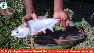 Village Net Fishing Secrets  Big Fish Hunting with Cast Net [upl. by Yelak]