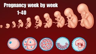 Pregnancy week by week  Fetal Devlopment 140 weeks  Pregnancy [upl. by Plume]