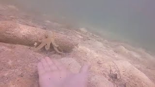 Clever Octopus Asks Diver For Help While Hunting [upl. by Dyanna969]