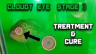 Flowerhorn Fish  Cloudy Eye Disease  Stage 3 Treatment  Eye Turned Full White  Updated  2021 [upl. by Grantland295]