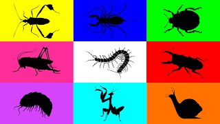 Insect Pill Bug Grasshopper Beetle Snail Mantis Ladybug Leafbug Whip scorpion [upl. by Cyler]