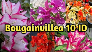 10 Bougainvillea Varieties With Names IDs [upl. by Imre]