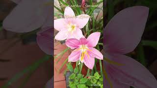 Zephyranthes Carinata Rosepink zephyr Lily or Pink Rain Lily [upl. by Nuahs915]