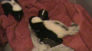 Skunk play behaviour [upl. by Norven]