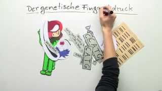 Biologie Der genetische Fingerabdruck  Biologie  Genetik [upl. by Tnert962]