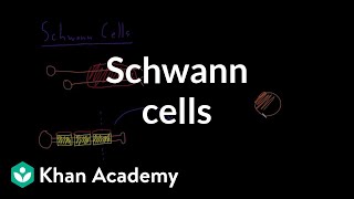 Basics 3 Schwann Cells neurotech [upl. by Tnarg]