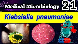 Klebsiella pneumoniae شرح بالعربي Difference between E coli and Klebsiella [upl. by Shaylah98]