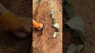 Amazing Sweet Potato Growing Techniques satisfying farming [upl. by Bibah]