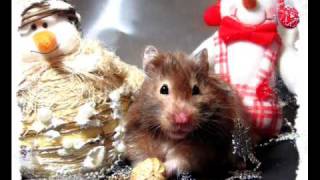 My hamsters Christmas movie [upl. by Chlo590]