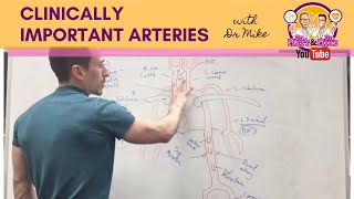 Clinically Important Arteries [upl. by Sloan501]