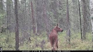 Alaska Trail Cam Video June 28 2020 [upl. by Burnaby]