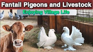 Stunning Fantail Pigeons amp Village Livestock Fun [upl. by Llertak]