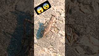 मेंटिस 😱🙀😰 mentis prayingmantis insects camouflage insecthabitat insecta entomology nature [upl. by Meil]