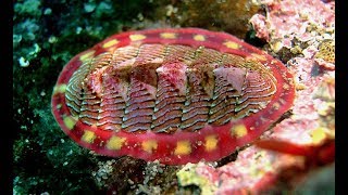 Facts The Chiton [upl. by Dewar]